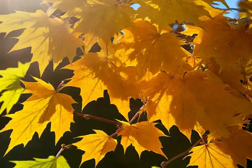 Maple henry (acer henryi) — photo 2