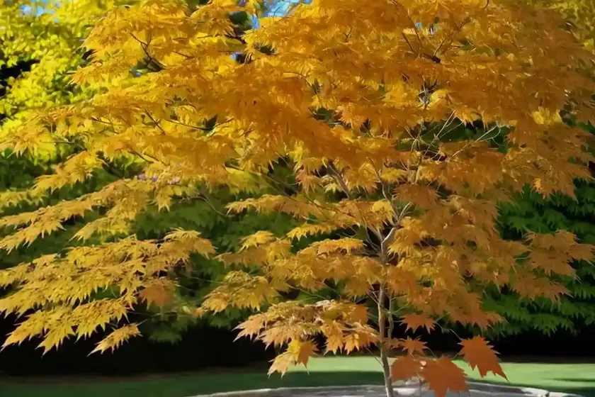 Maple henry (acer henryi) — photo 3