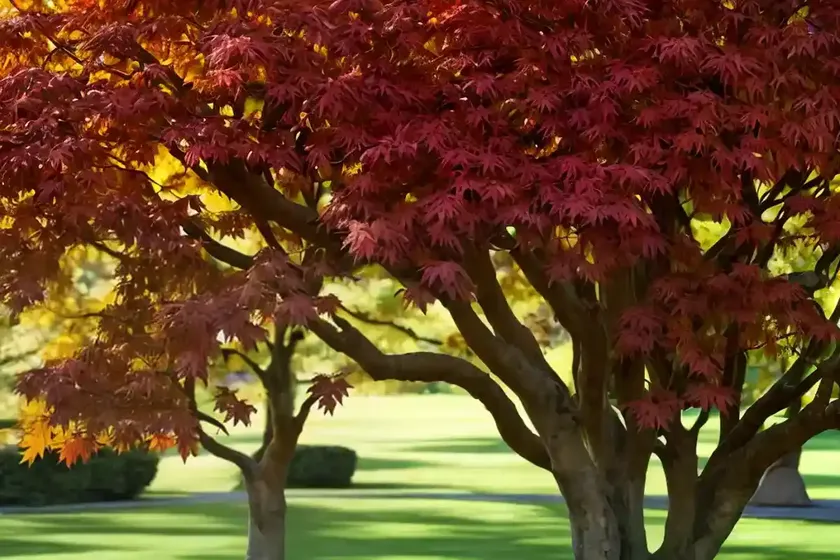 Maple Maksimovich (Acer Maximowiczianum) — photo 3
