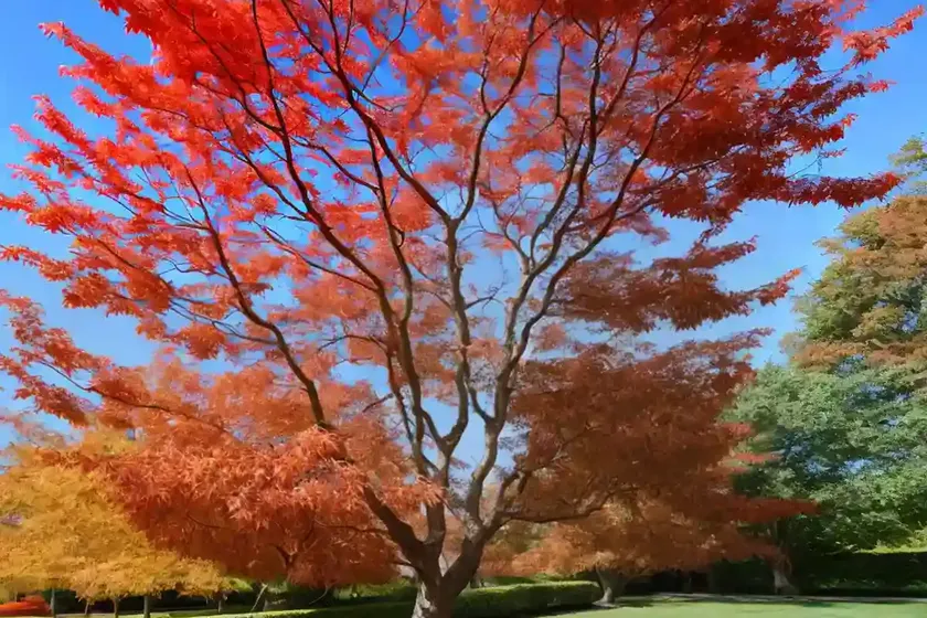 Maple manchurian (acer mandshuricum) — photo 2