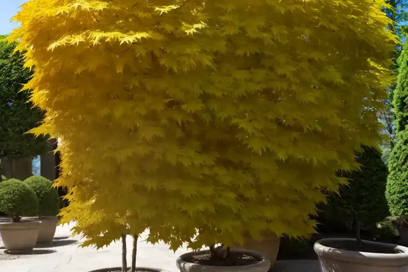 Maple manchurian (acer mandshuricum) — photo 3