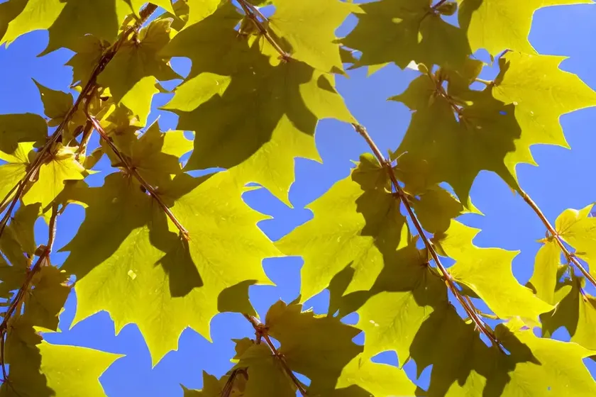 Maple naked (acer glabrum) — photo 2