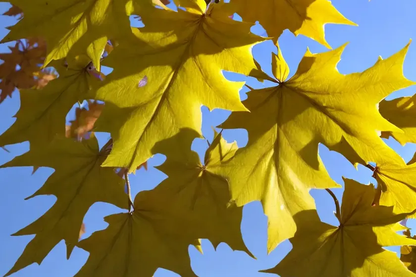 Maple naked (acer glabrum) — photo 3