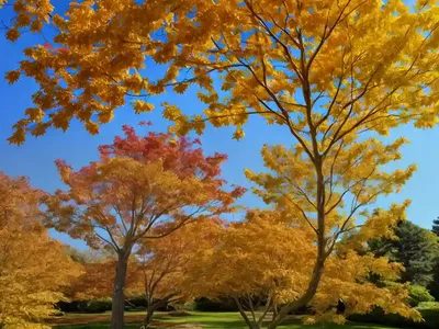 Maple Naked (Acer Glabrum)