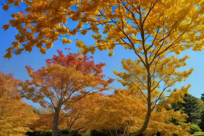 Maple naked (acer glabrum)
