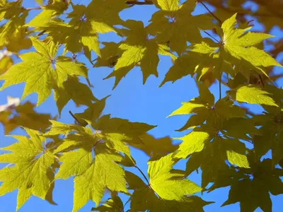 Maple Snake (Acer Capillipes)
