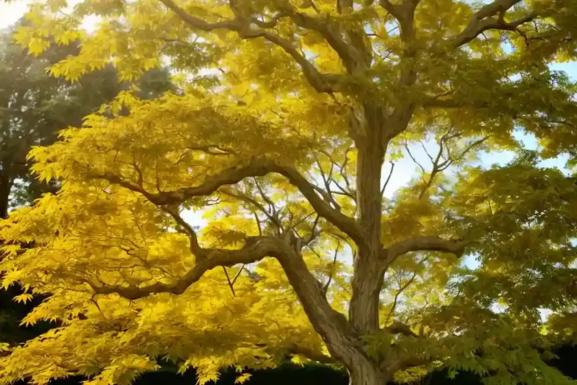 Maple truncated (acer truncatum)