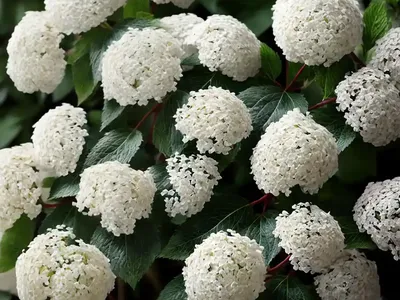 Mapleleaf Viburnum (Viburnum Acerifolium)
