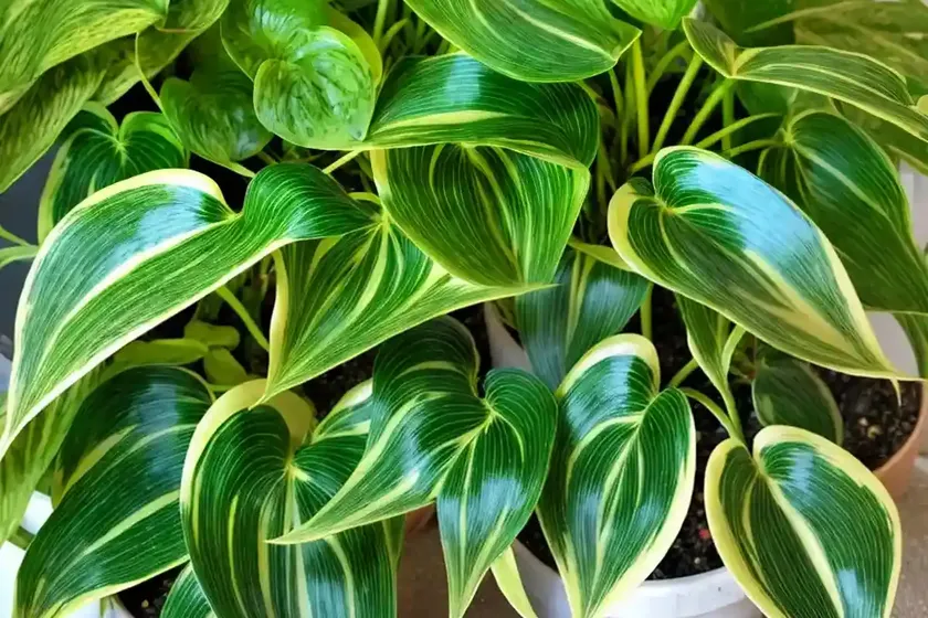 Marble queen pothos (epipremnum aureum ‘marble queen’) — photo 2