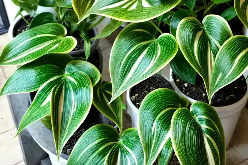 Marble queen pothos (epipremnum aureum ‘marble queen’) — photo 3