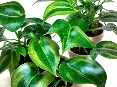 Marble Queen Pothos (Epipremnum aureum ‘Marble Queen’)