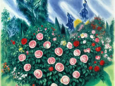 Marc Chagall Floribunda Rose (Floribunda Rose ‘Marc Chagall’)