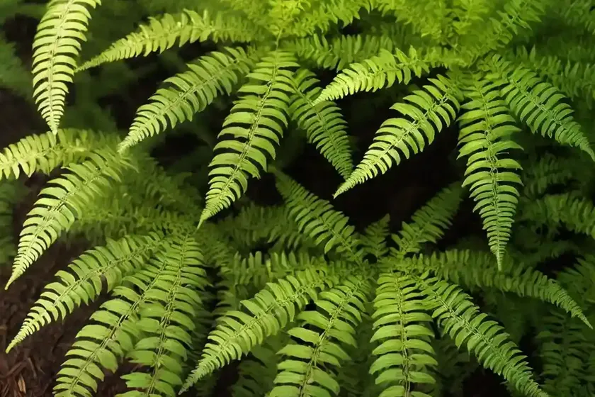 Marginal fern (dryopteris marginalis) — photo 2