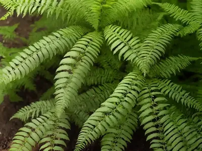 Marginal Fern (Dryopteris Marginalis)