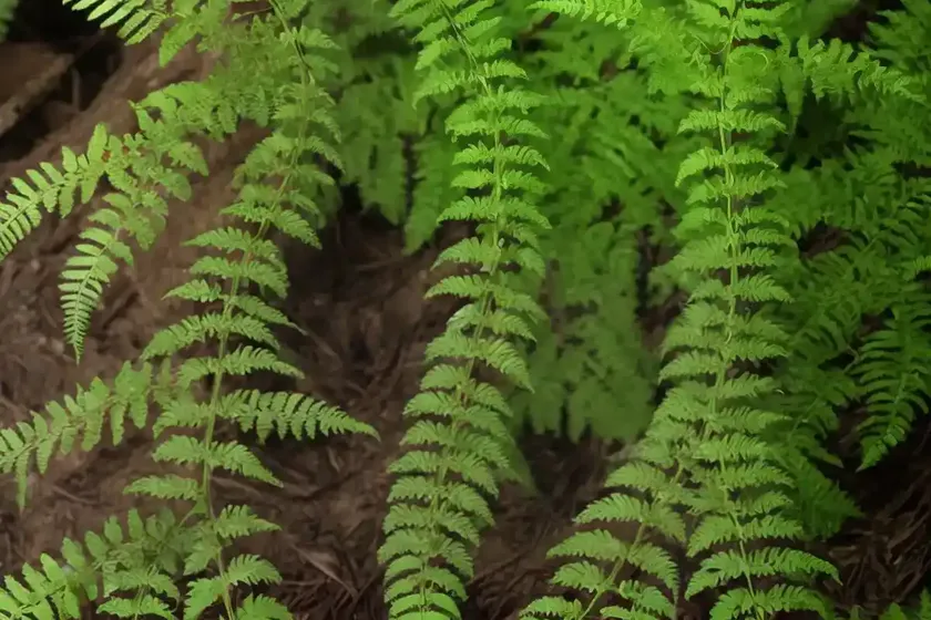 Marginal wood fern (dryopteris marginalis) — photo 2
