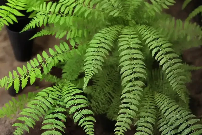 Marginal wood fern (dryopteris marginalis) — photo 3