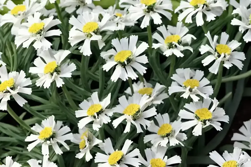 Marine cineraria angel wings’ (senecio candicans ‘angel wings’) — photo 2