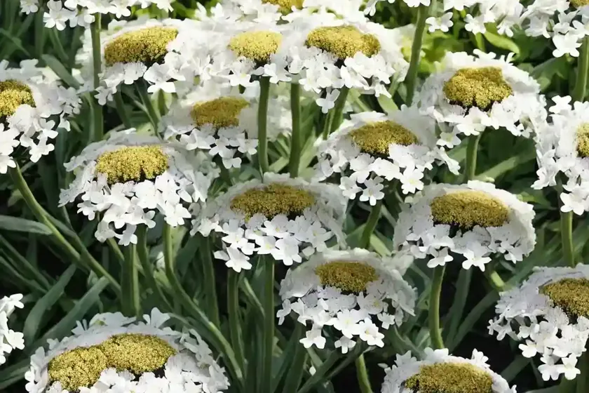 Marine cineraria angel wings’ (senecio candicans ‘angel wings’) — photo 3