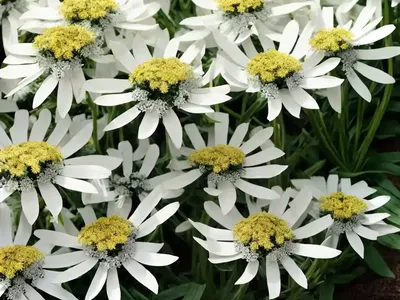 Marine Cineraria Angel Wings’ (Senecio Candicans ‘angel Wings’)