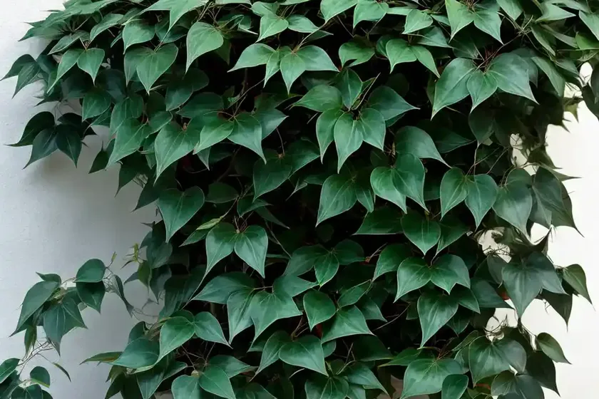 Marine ivy (cissus trifoliata) — photo 3