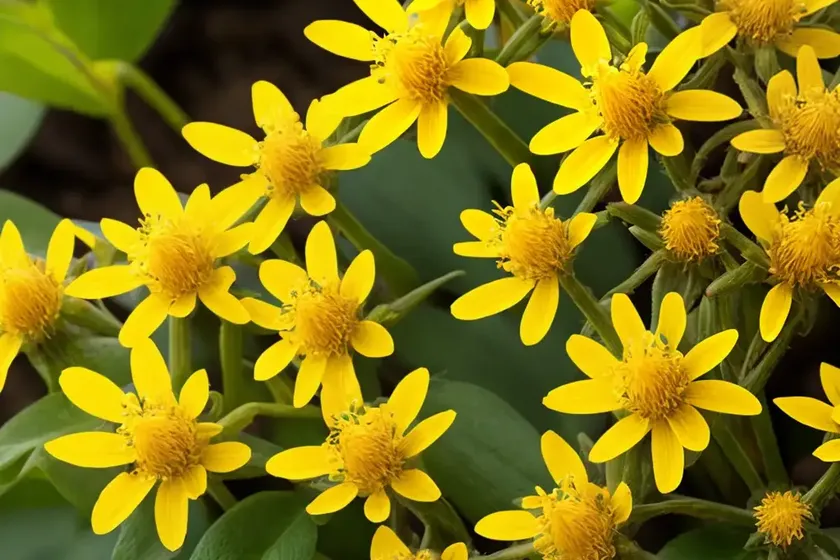 Markhamia (markhamia lutea) — photo 3