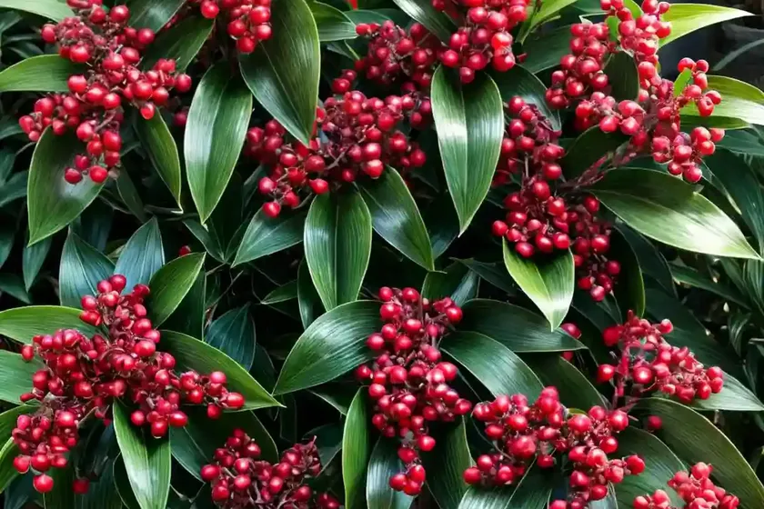 Marlberry (ardisia japonica) — photo 2