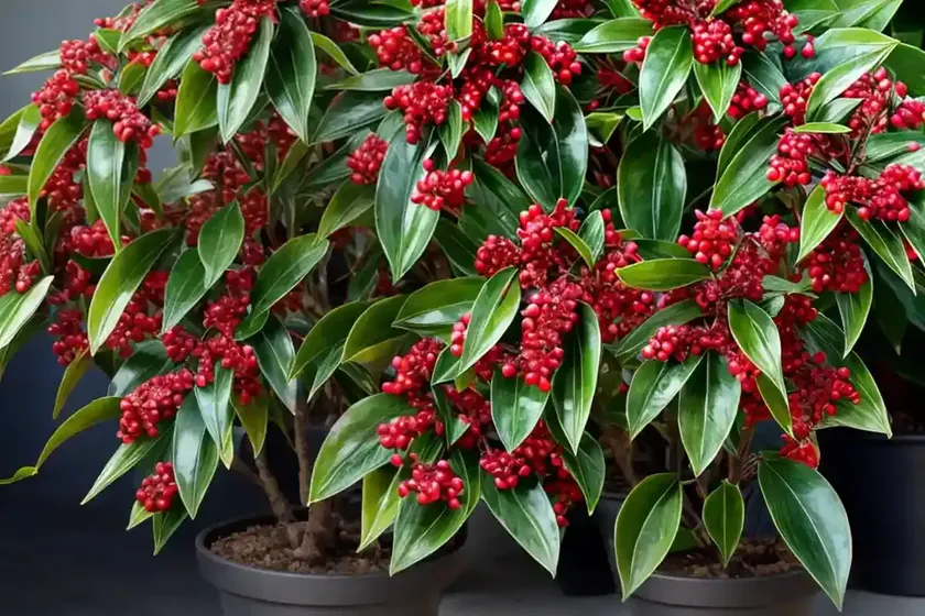 Marlberry (ardisia japonica) — photo 3