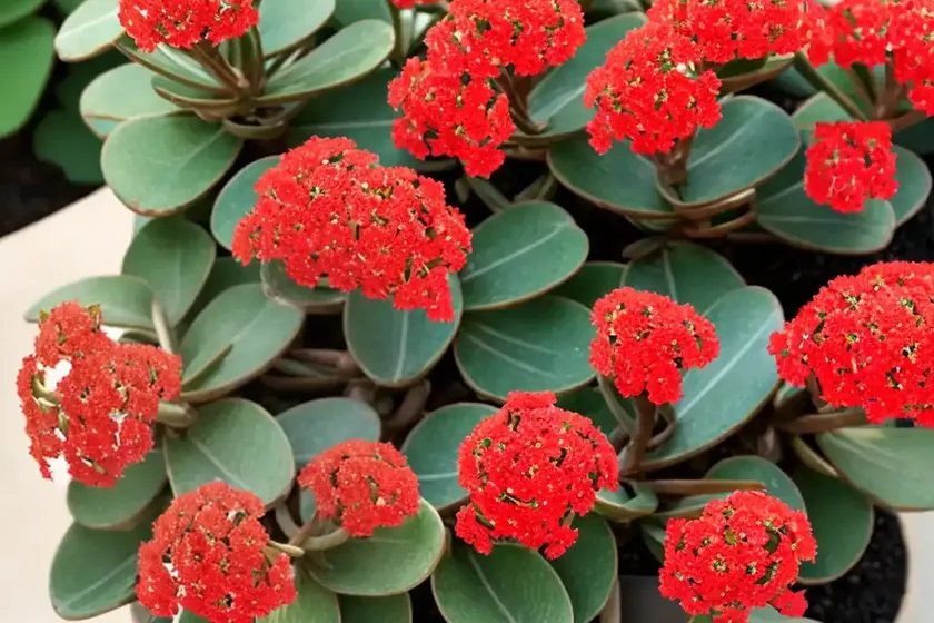Marnier’s kalanchoe (kalanchoe marnieriana) — photo 3