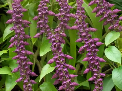 Maroon Carolina Milkvine (Matelea Carolinensis)