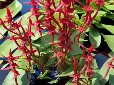 Marsh Dock (Rumex Palustris)