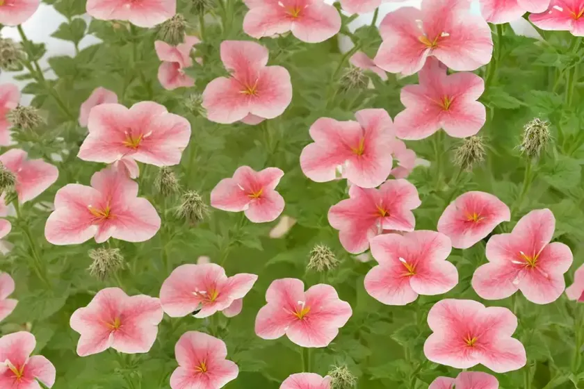 Marsh mallow (althaea officinalis) — photo 3