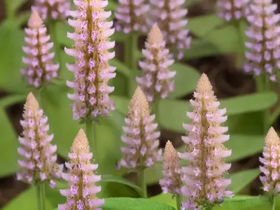 Marsh Woundwort, Clown’S Woundwort (Stachys Palustris)