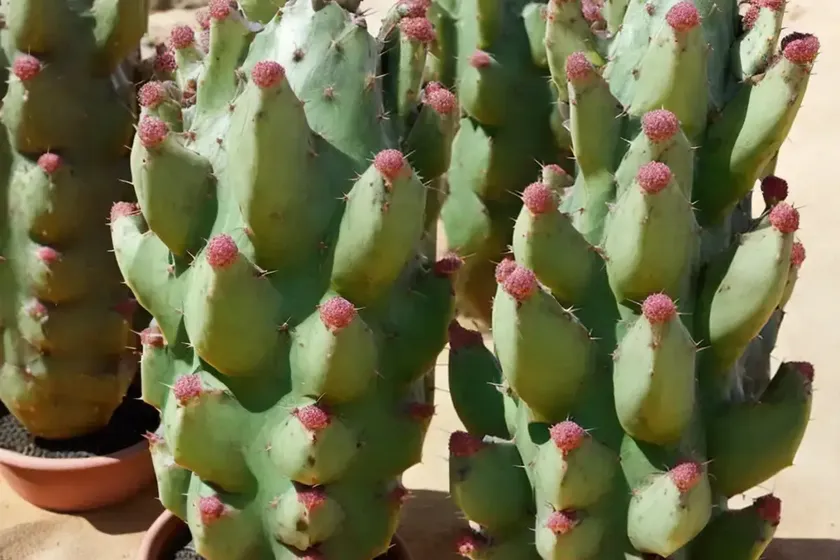 Martin’s blunt-spine prickly-pear (opuntia macrocentra) — photo 2
