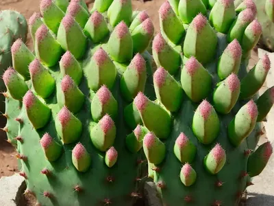 Martin’s Blunt-spine Prickly-pear (Opuntia Macrocentra)