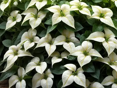 Marvel Of Peru (Mirabilis Jalapa)