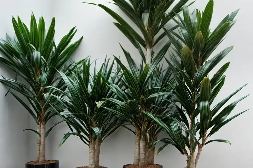 Mass cane (dracaena massangeana) — photo 2