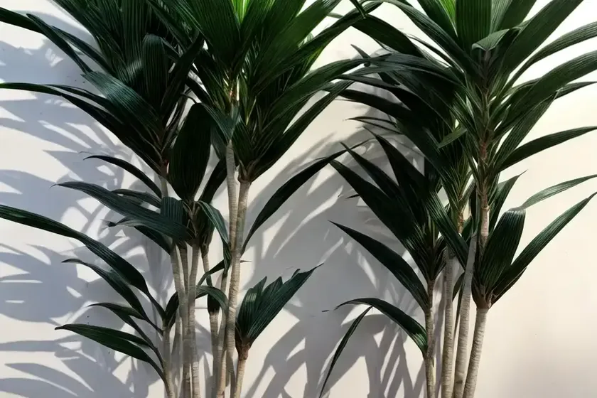 Mass cane (dracaena massangeana) — photo 3