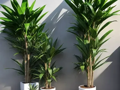 Mass Cane (Dracaena Massangeana)