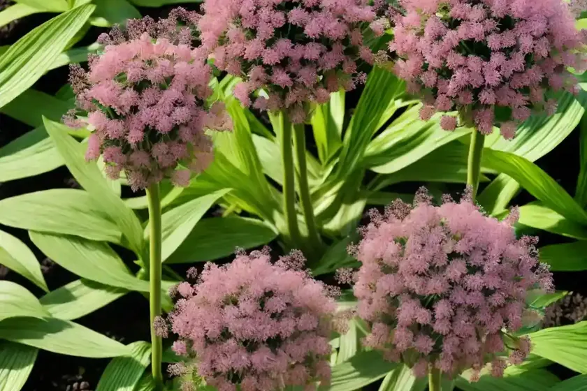 Masterwort (angelica atropurpurea) — photo 2