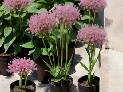Masterwort (Angelica Atropurpurea)