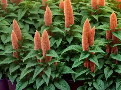 Mat Amaranth (Amaranthus Blitoides)