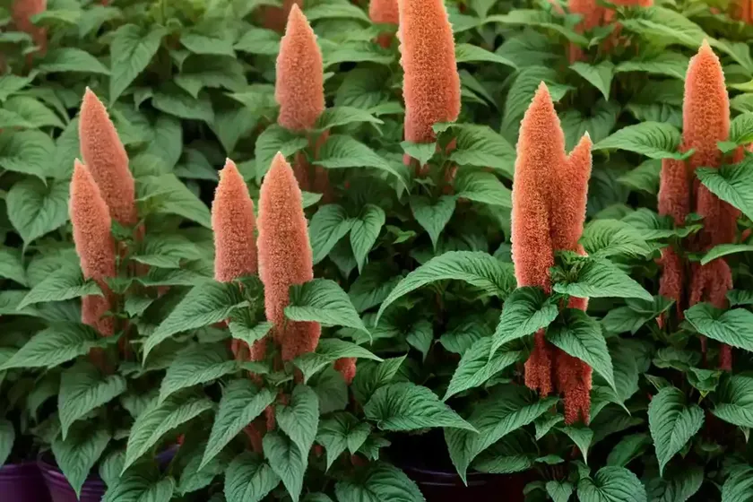 Mat amaranth (amaranthus blitoides)