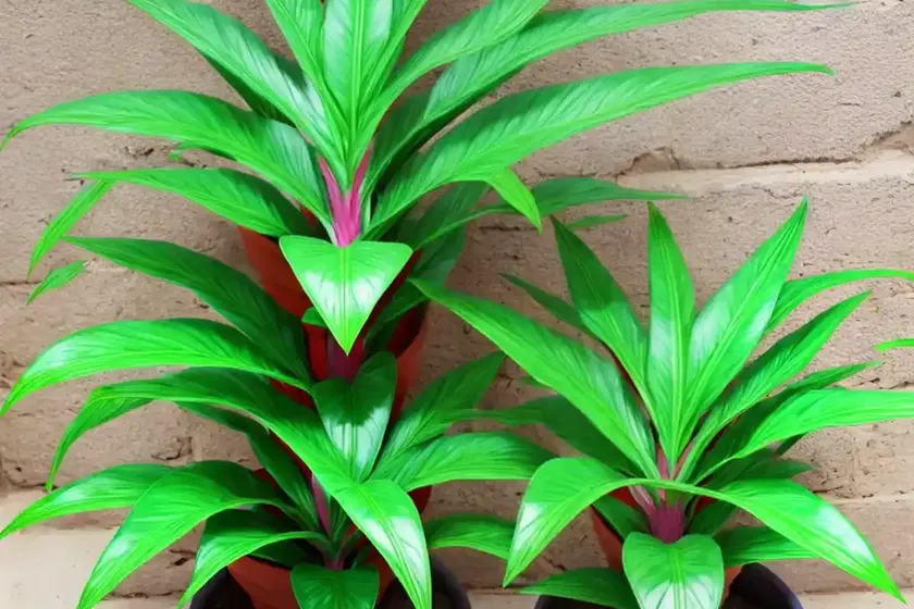 Match stick plant (aechmea gamosepala) — photo 2