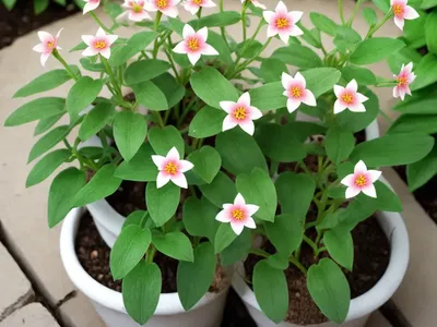 Mayflower (Epigaea Repens)