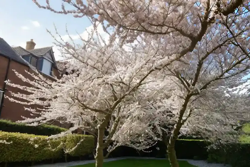 Mazzard cherry (prunus avium) — photo 3