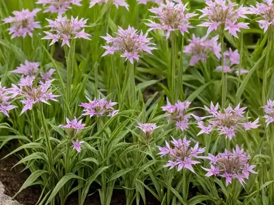 Meadow Bistort (Bistorta Officinalis)