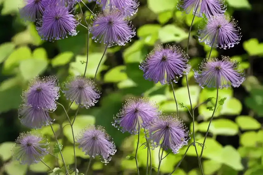 Meadow rue (thalictrum buschianum) — photo 3