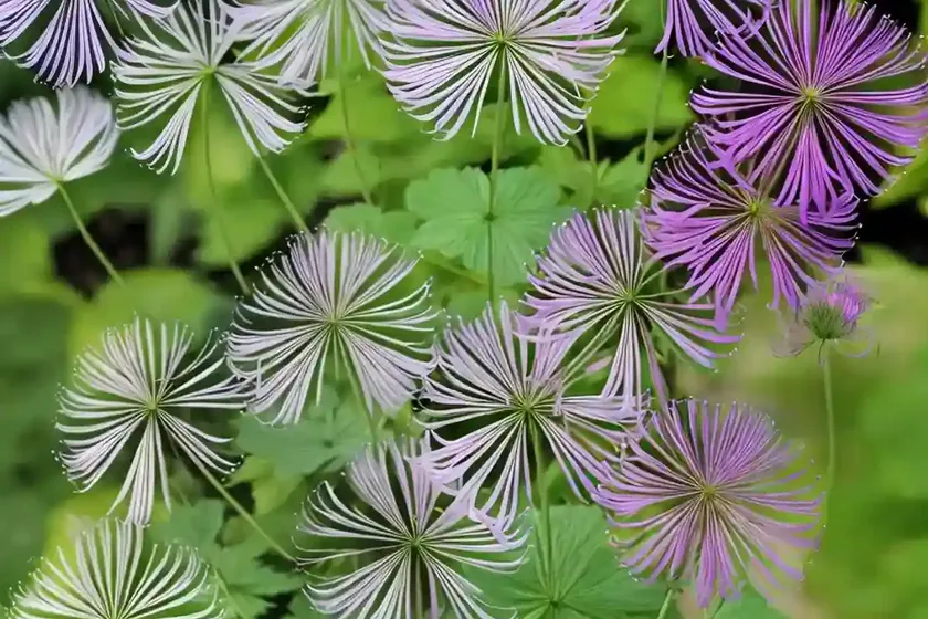 Meadow rue (thalictrum minus ‘adiantifolium’) — photo 2