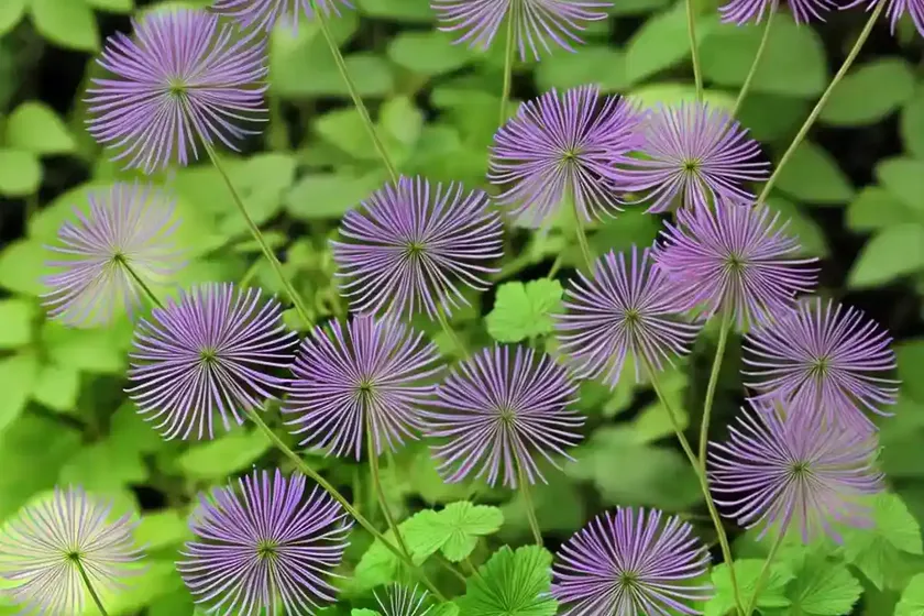 Meadow rue (thalictrum minus ‘adiantifolium’) — photo 3