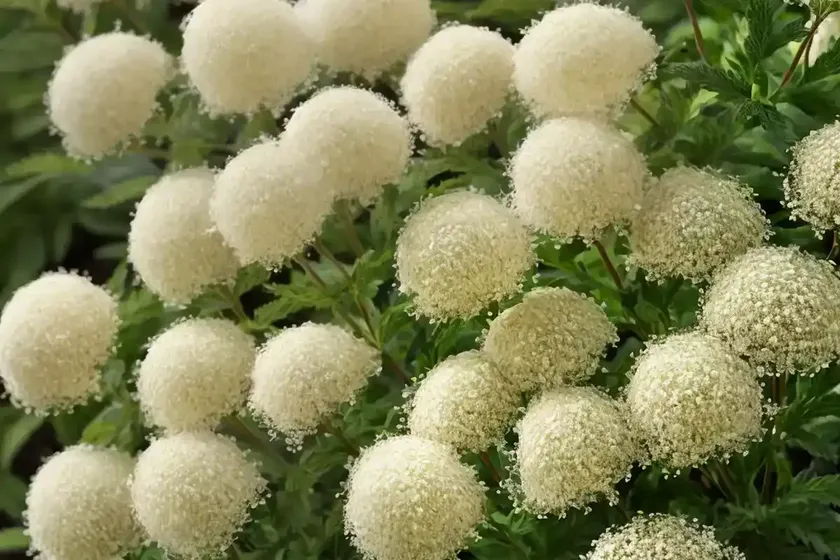 Meadowsweet (spiraea alba) — photo 3